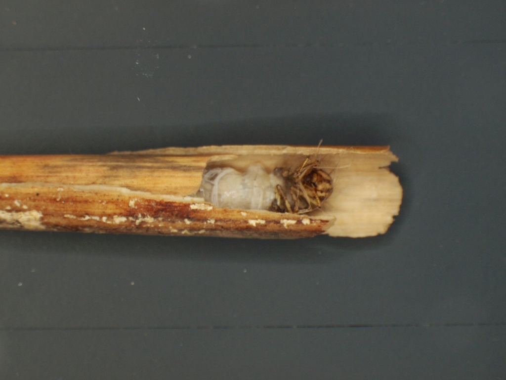 Limnephilus fuscinervis